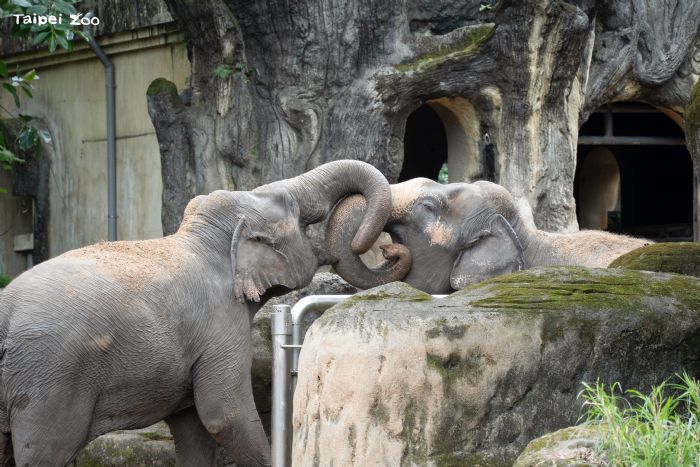 大象也要運動！臺北動物園亞洲象的趣味健身與雨林區新篇章